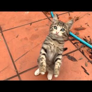 Energetic tabby kitten tries to stand on two legs like a human to play