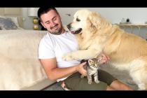 Jealous Dog ATTACKS Me for Petting Kittens