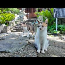 まるで守り神!? 坂の上の神社に住む猫たちが可愛すぎて帰れない…