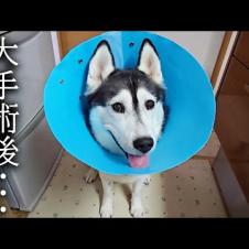 大手術を終え絶食から初めてのごはんをあげると...