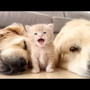 LOUD Kitten Meows Wake Up Sleeping Golden Retrievers!