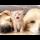 LOUD Kitten Meows Wake Up Sleeping Golden Retrievers!