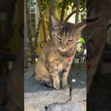 Cat or human? This tabby really wants a hug! 🐈‍⬛🤗#cat, #tabbycat, #cats, #funnycats#catvideosforyou