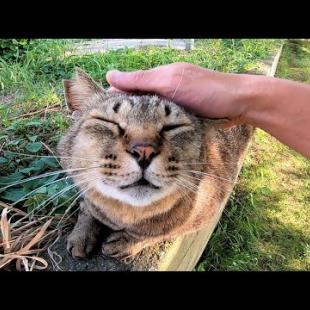 塀の上で寝ていた野良猫をナデナデしたら喜んでついてくるようになった