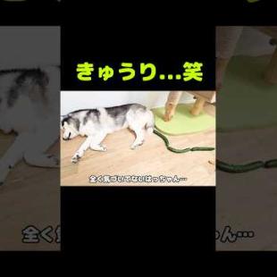 びっくりする犬と子猫...笑#shorts
