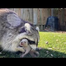 Mother Raccoons are Amazing | Incredible Footage!
