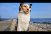 防波堤に座ると隣に座ってくる三毛猫ちゃん