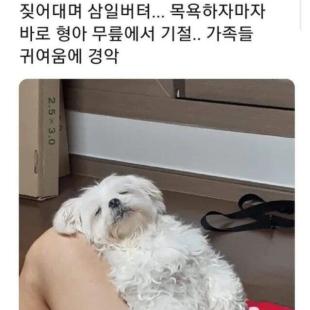 개를 체력으로 이기는 아이들