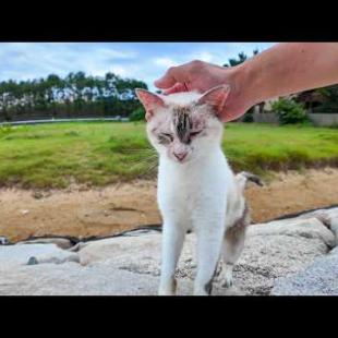 いつも一人ぼっちの防波堤の猫ちゃん、近くに行くと喜んで寄ってくる