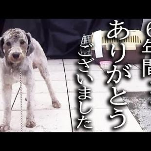 土手に捨てられた犬と6年間一緒に暮らしてきた結果こうなりました...