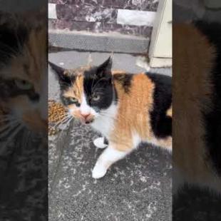 😻🙏 Grateful Cat! Like a Heartfelt Thank You for the Food Given to You on the Street Meow#shorts #cat