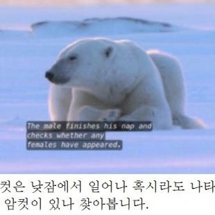 북극곰이 낮잠자다 깨는 이유