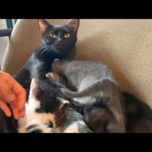 The warm family story of the 4 little kittens and the mother cat I met in the cafe