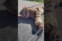 The street cat, who is about to fall asleep, wants to join our game #shorts #catshorts #cats #cat