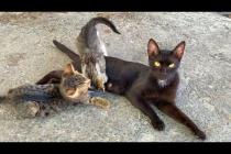 Milk Raid on Mother! 🍼😻 Kittens Follow Her Even While Eating