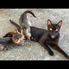 Milk Raid on Mother! 🍼😻 Kittens Follow Her Even While Eating