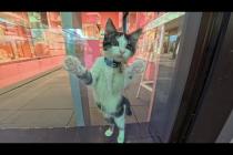 ショッピングモール内を自由に歩き回る猫たちの間で一番人気の店はピンク色の宝石屋さん