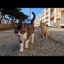 島を出る前にもう一度猫がいる団地に行ってみたら猫が喜んでゴロンゴロン転がった