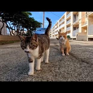 島を出る前にもう一度猫がいる団地に行ってみたら猫が喜んでゴロンゴロン転がった