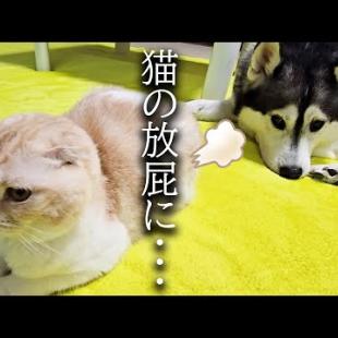 うとうとしてる犬に猫が放屁した結果こうなっちゃいました...