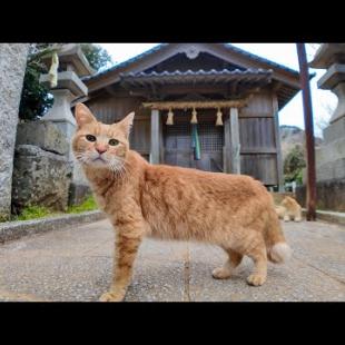 猫島から帰る前にもう一度神社に行くと近くの猫たちがまた来てくれた