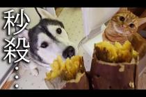 生まれて初めて焼き芋を食べた子猫と犬の様子がこちらです...