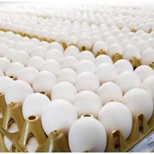 ‘살충제 계란’ 영국에서도 유통 확인
