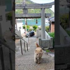 神社の階段に座ると猫が寄ってきた
