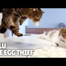 Can I Trust My Cats with Eggs? | Kittisaurus