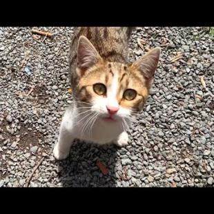 My kitten friends in the neighborhood are so happy to see me