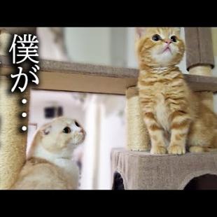 子猫がタワーから降りられなくなり必死に助ける先住猫と犬がこちら