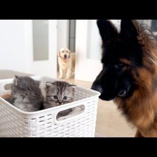 Dog Meets Tiny Kittens [Cutest Reaction Ever]