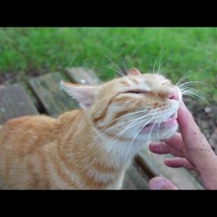 公園のベンチに座ったら野良猫が駆け寄ってきて隣に座ってカワイイ