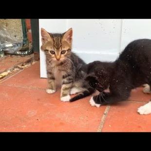 Kittens living in the carpenter's garden play with small wooden toys