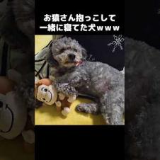 犬がお猿さん抱っこして一緒に寝てた...笑 He fell asleep hugging a monkey... 🐶🐵💤