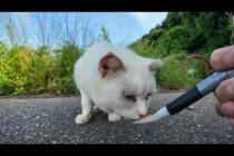 警戒心強めな白猫地帯の中で唯一の人懐っこい白猫ちゃんにちゅーるをやってきた