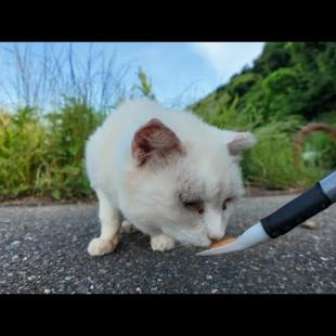 警戒心強めな白猫地帯の中で唯一の人懐っこい白猫ちゃんにちゅーるをやってきた