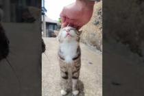 猫島の山の上の路地に入ると猫に取り囲まれる