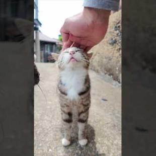 猫島の山の上の路地に入ると猫に取り囲まれる