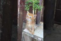 Naughty orange kitten playing hide and seek #cat #cats #catshorts #shorts #cute #kitten #catvideos