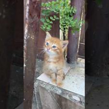 Naughty orange kitten playing hide and seek #cat #cats #catshorts #shorts #cute #kitten #catvideos
