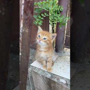 Naughty orange kitten playing hide and seek #cat #cats #catshorts #shorts #cute #kitten #catvideos