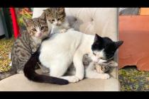 😂🐾 Drives Mom Crazy! Kitten Causes Mayhem While Playing With Mom's Tail!