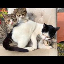 😂🐾 Drives Mom Crazy! Kitten Causes Mayhem While Playing With Mom's Tail!