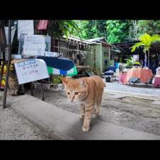 並木道にある謎の猫カフェ?!から呼び込みに出て行く猫