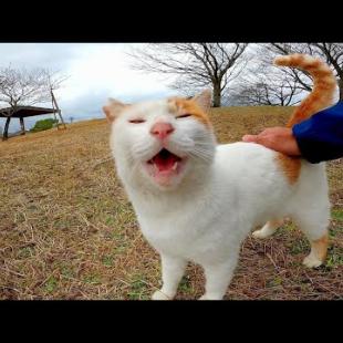 顔見たら喜んで何時ものベンチに駆けて行く野良猫が可愛過ぎる