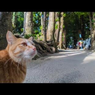 並木道を歩いていると出会った猫に謎の猫スポットに連れていかれた