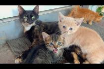 A warm and friendly embrace between a mother cat and 3 different colored kittens
