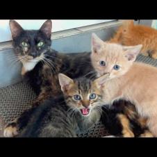 A warm and friendly embrace between a mother cat and 3 different colored kittens