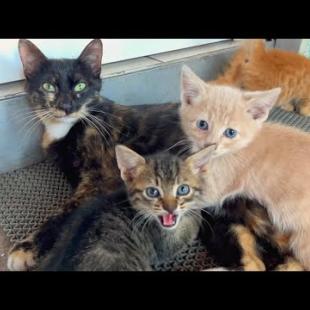 A warm and friendly embrace between a mother cat and 3 different colored kittens